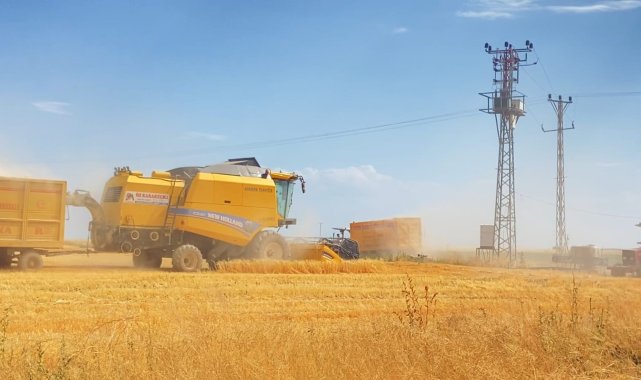 Adilcevaz'da buğday hasadı devam ediyor